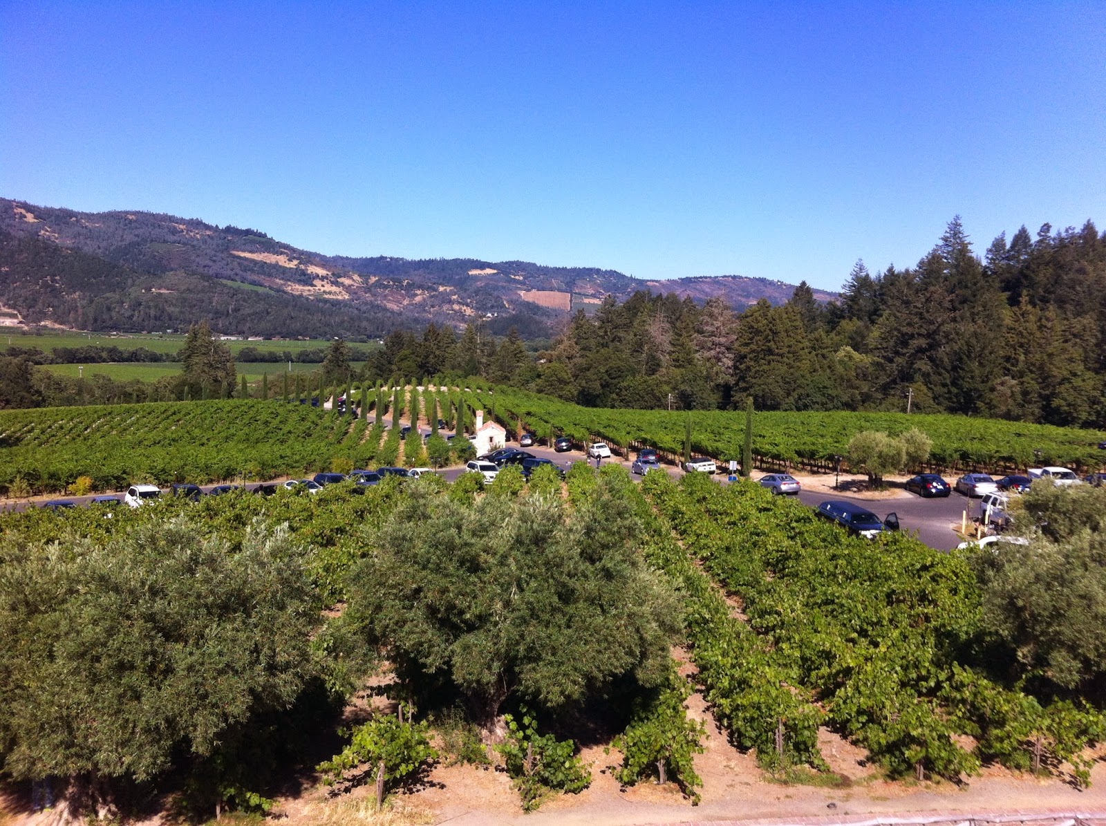 Vineyards in Sonoma Valley