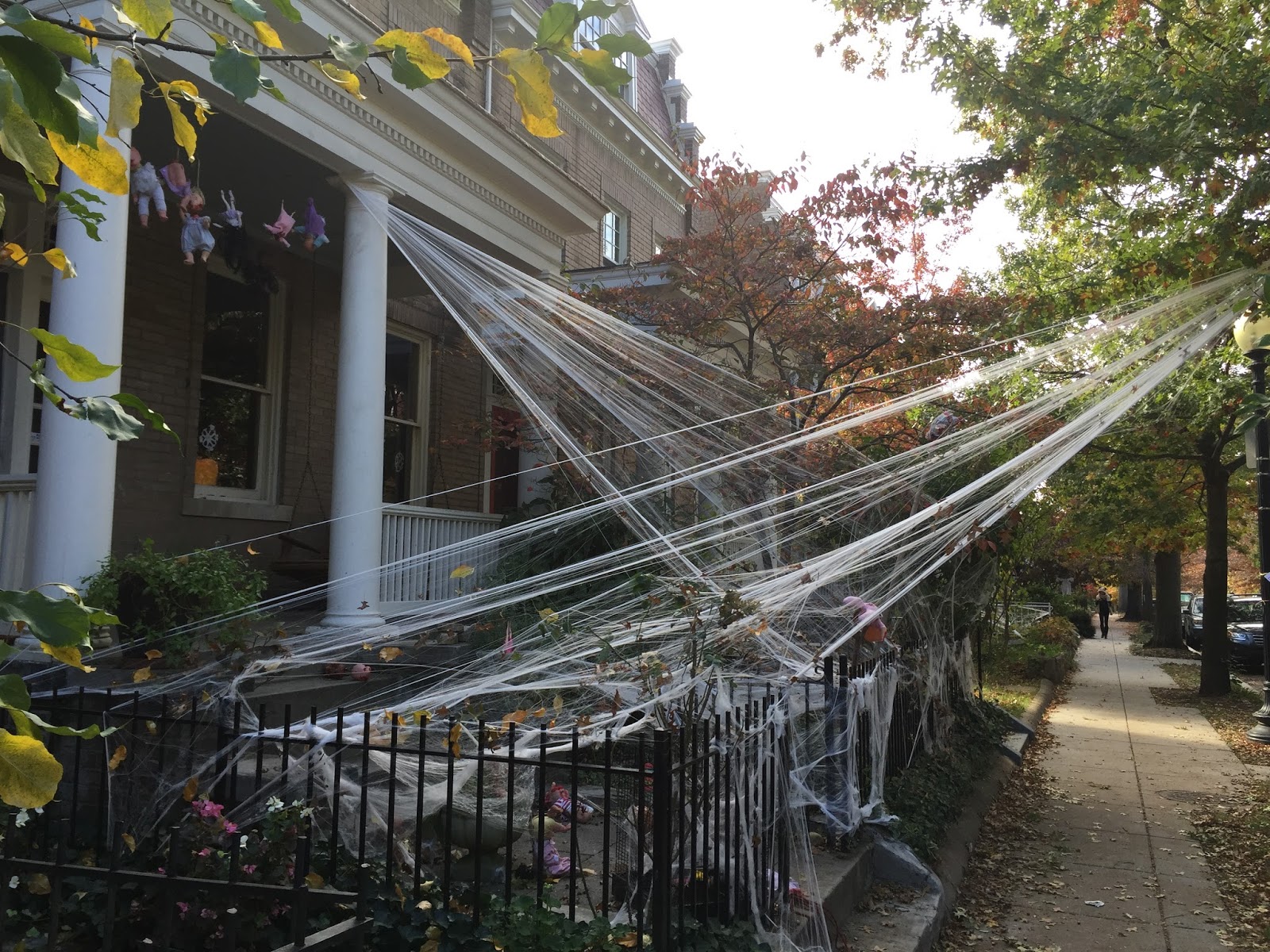 Spider webs all over