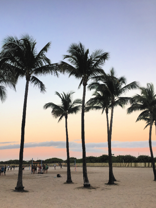 Palm trees at sunset