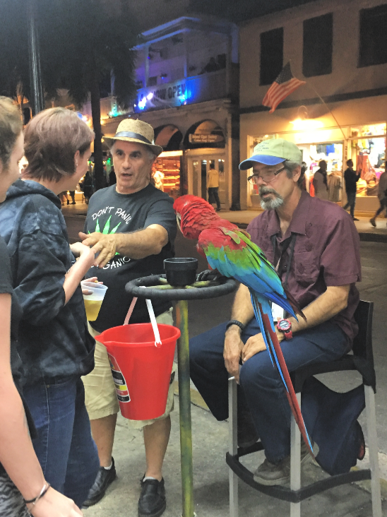 A parrot in Duval St