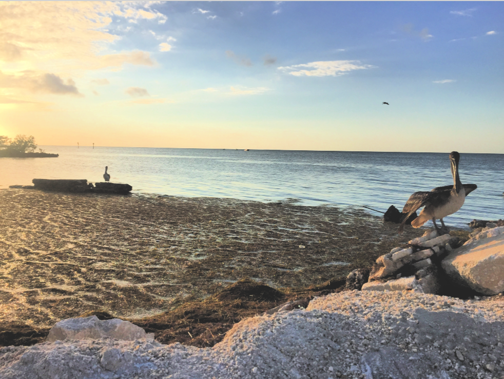 Sunset pelican