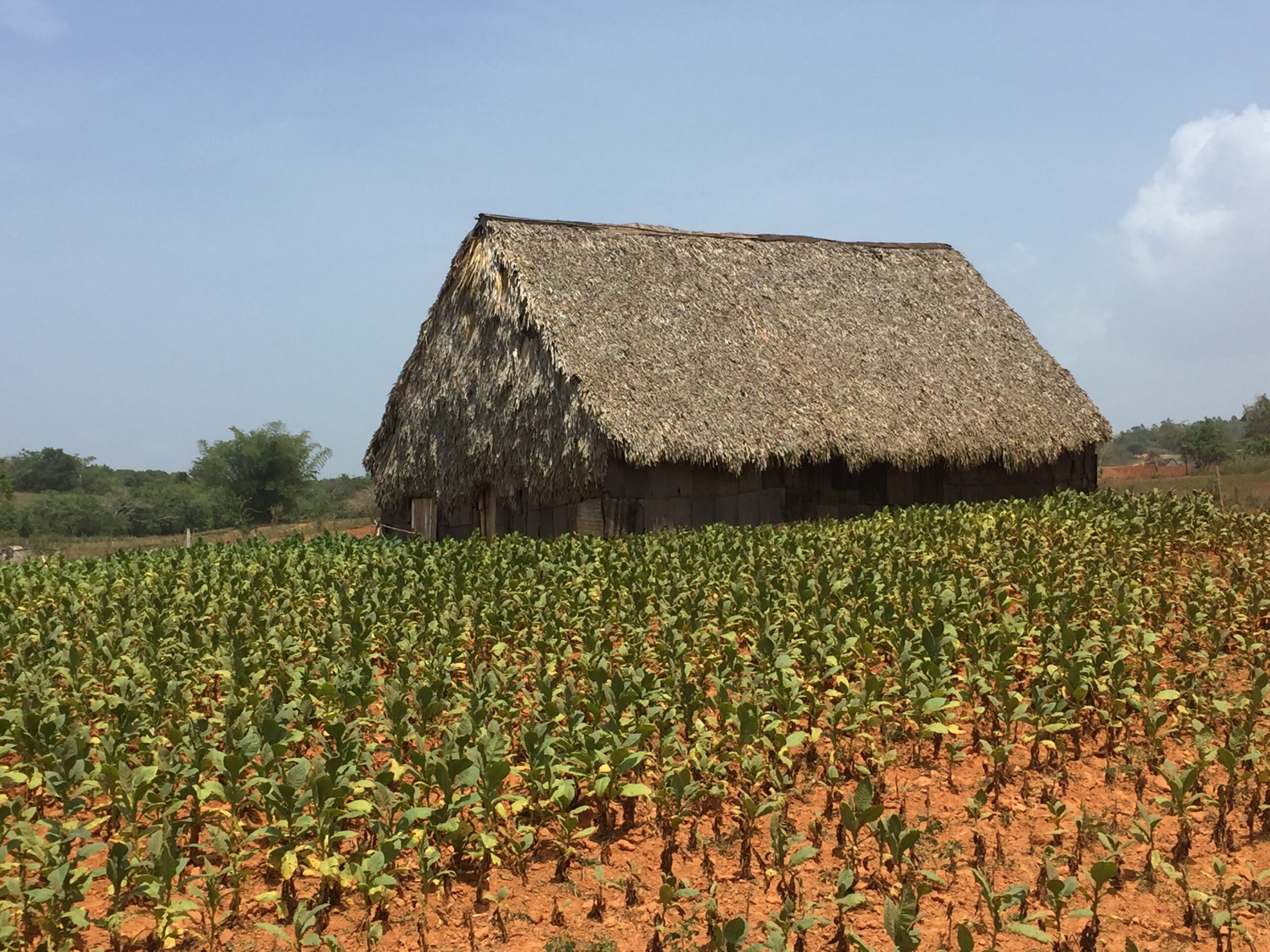 House in a tobacco field