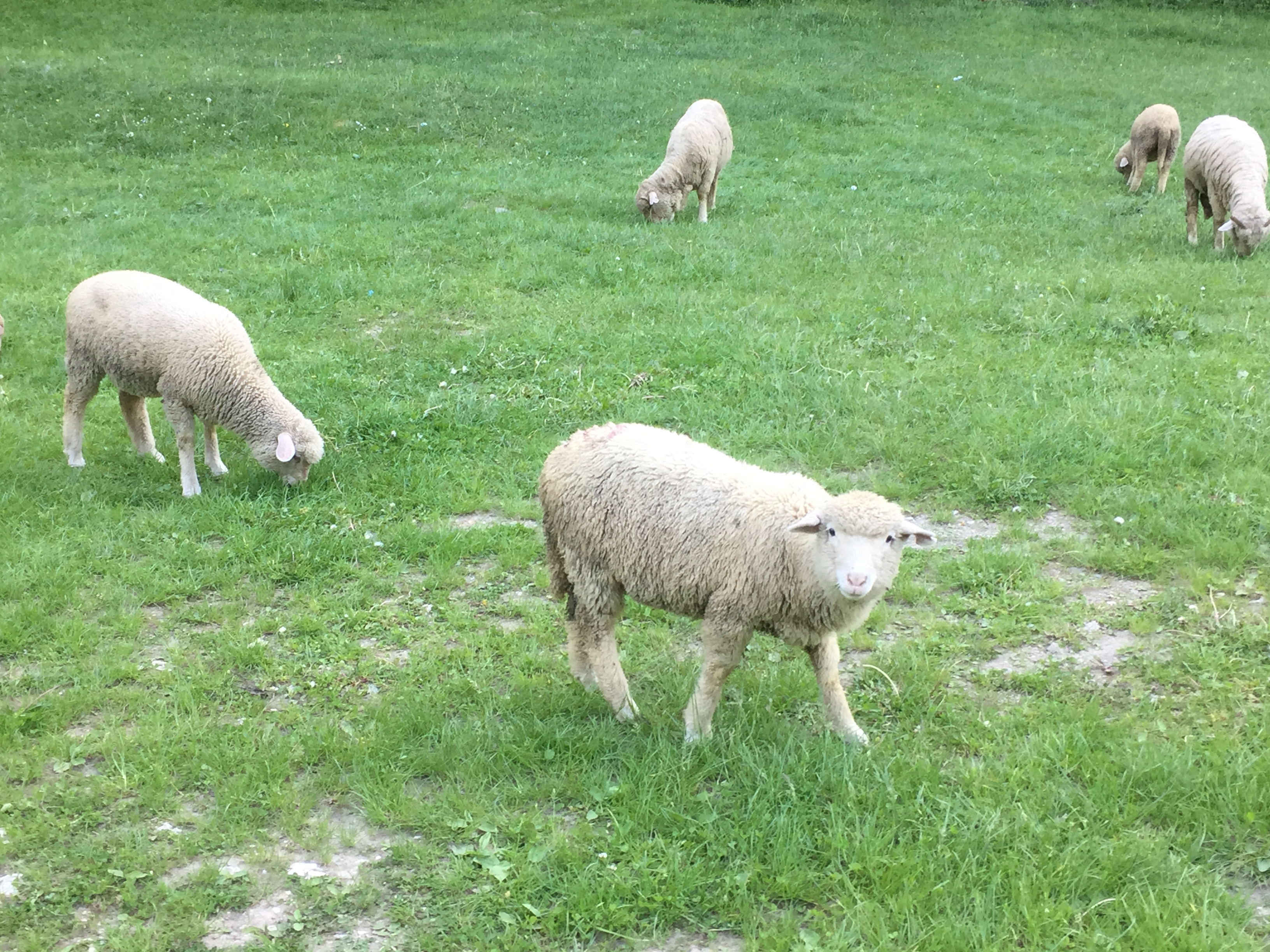 Sheeps around the church