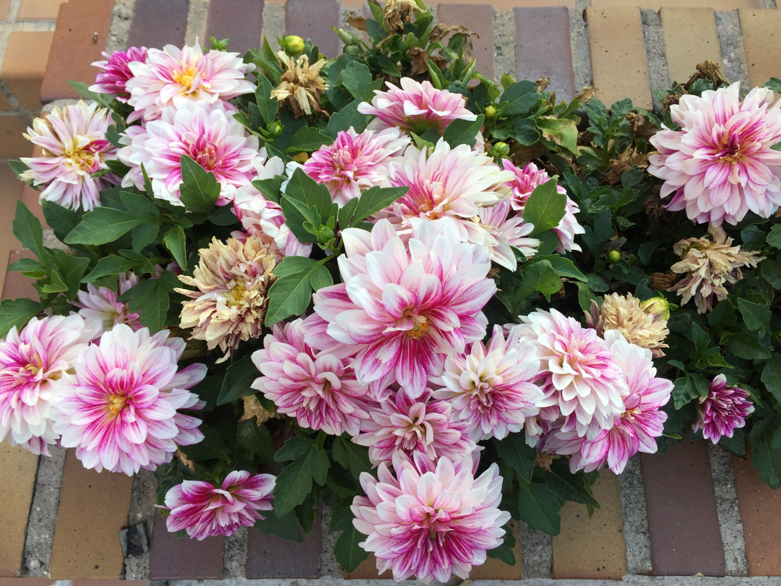 Gorgeous flowers at my in-laws