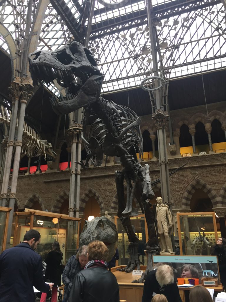 Dinosaur skeleton in the Pitt Rivers Museum