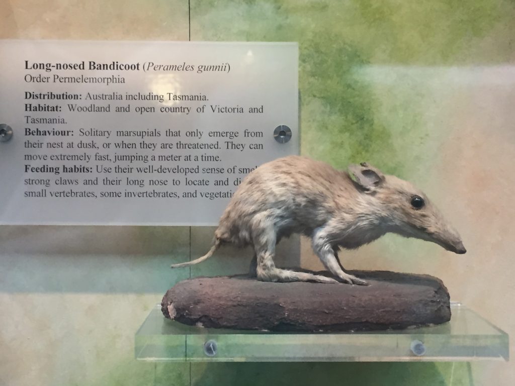 Stuffed bandicoot in the Pitt Rivers Museum