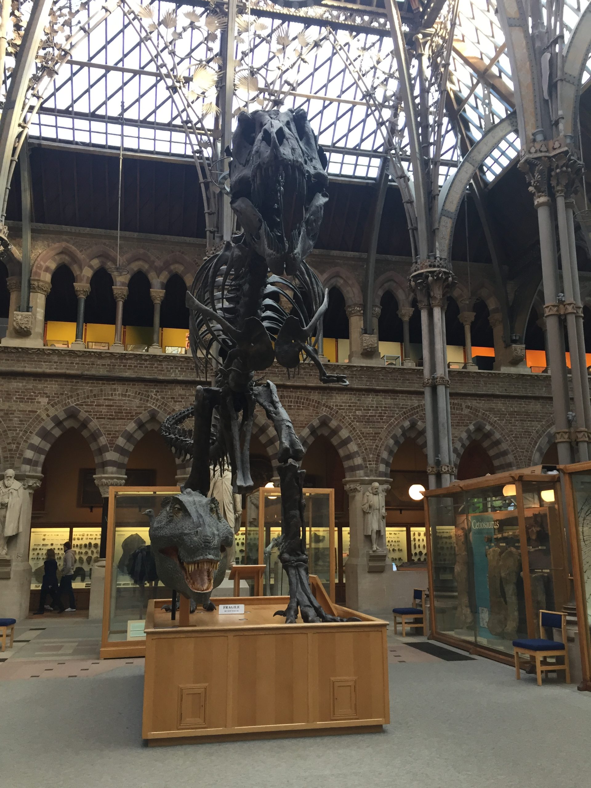 Dinosaur skeleton at the Pitt Rivers Museum