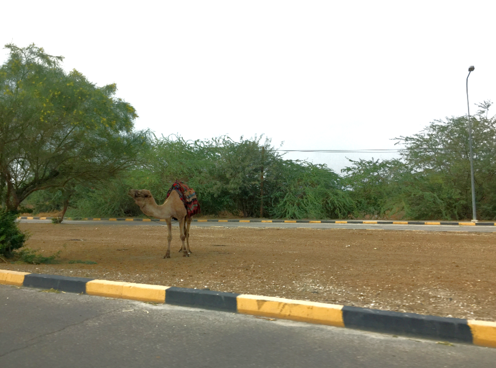 Camel by the road