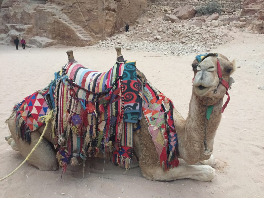 A camel was our salvation to get back