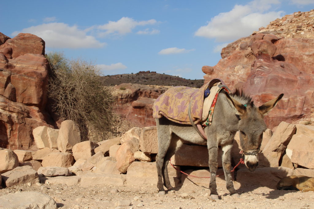 A donkey on our way to the Colonnaded Street