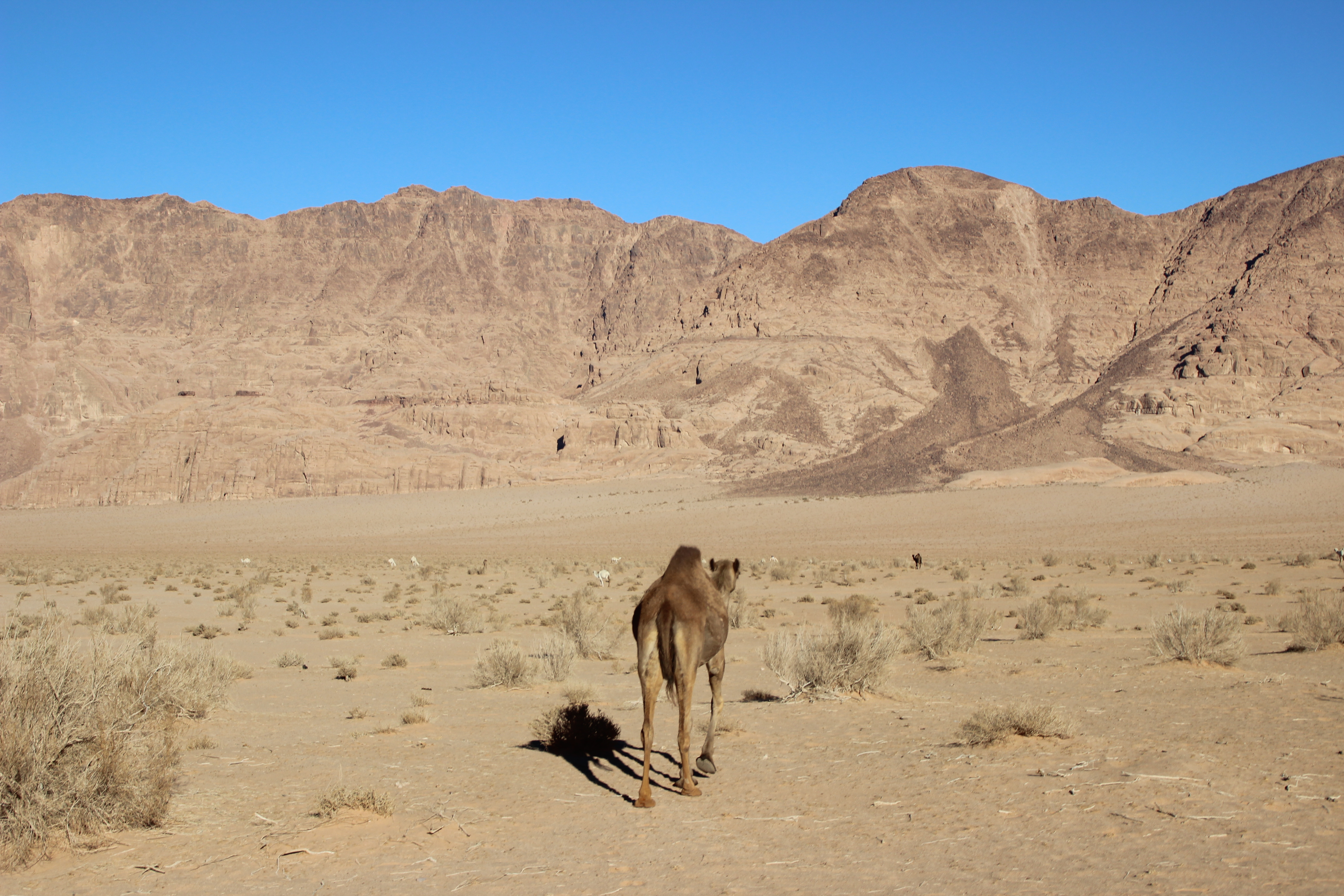 A wild camel in the desert