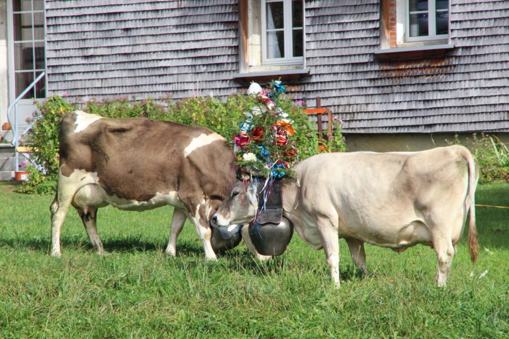 Cows during the désalpe