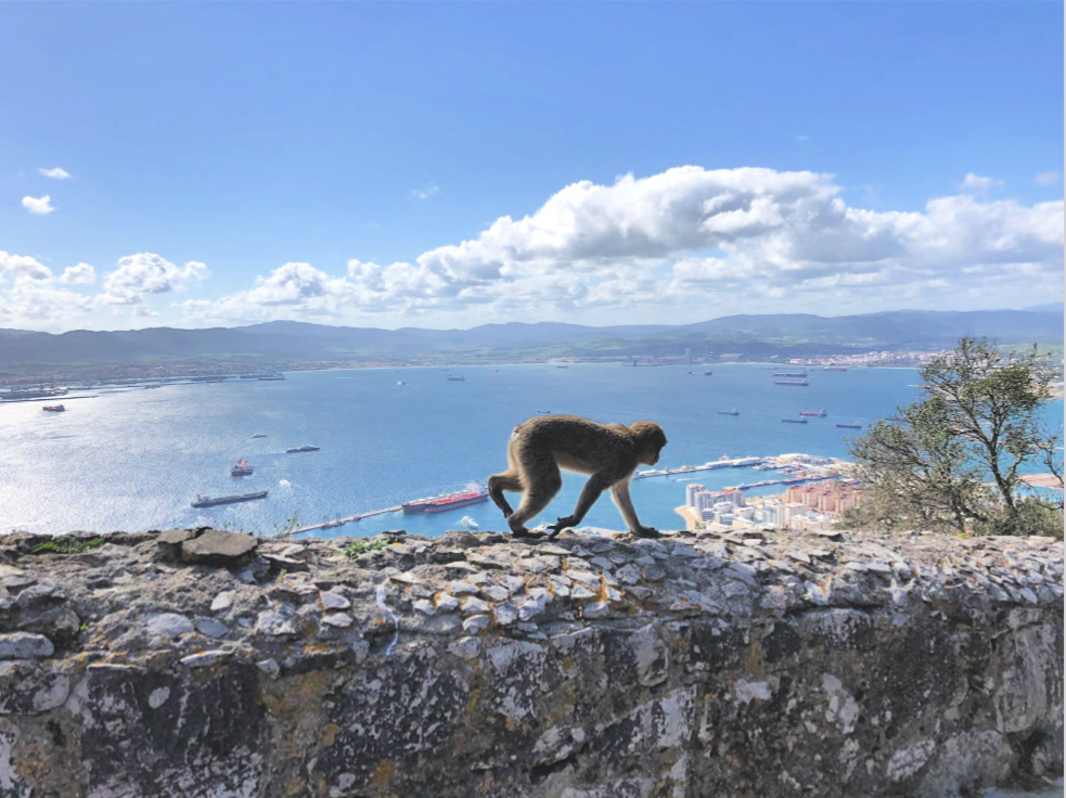 A wild monkey on the top of the Rock of Gibraltar