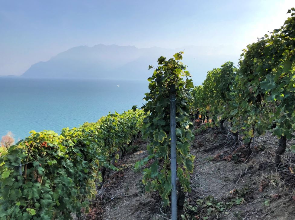 Vineyards overlooking lake Léman
