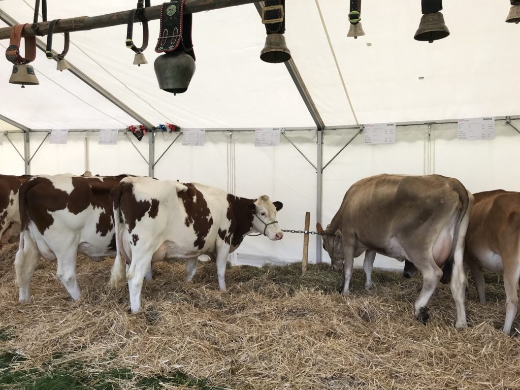 Cows and their bells