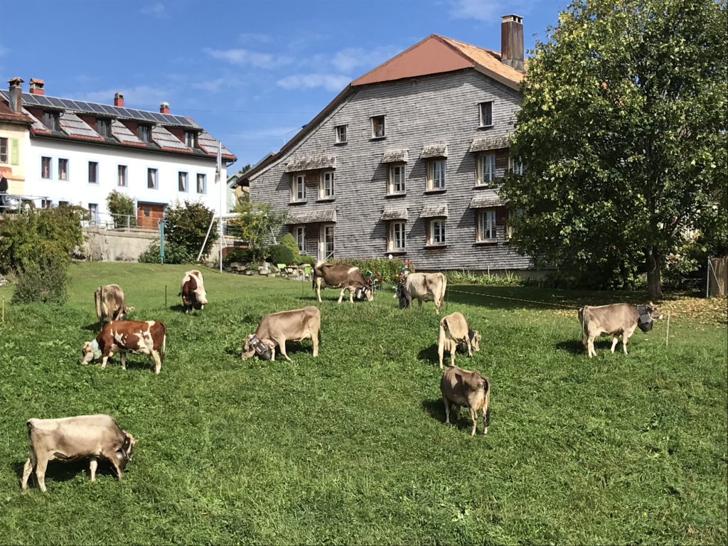 Cows in Les Charbonnières