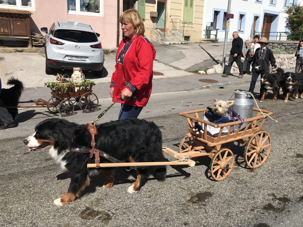 Parading dogs