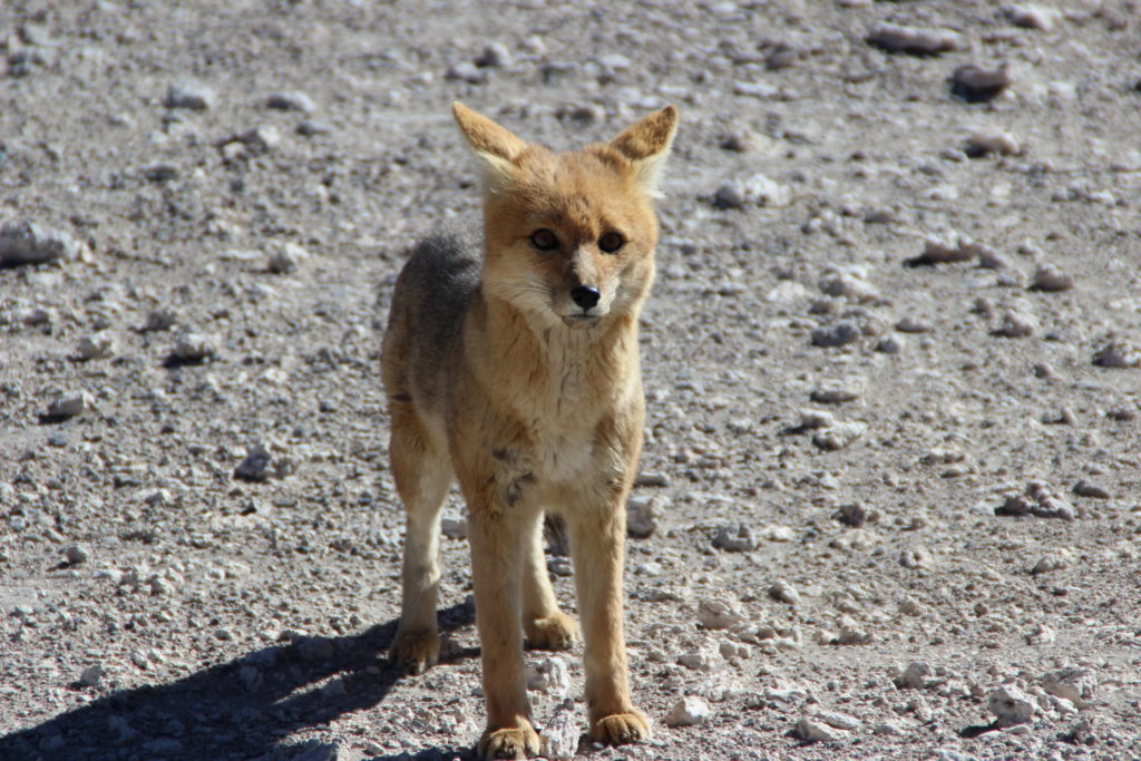 A cute Andean fox