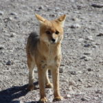 A cute Andean fox