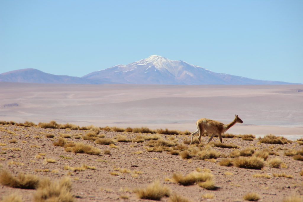 A llama and a volcano