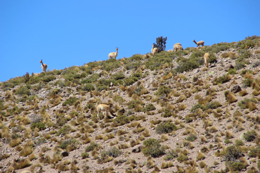 Vicunas up on a hill