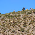 Vicunas up on a hill