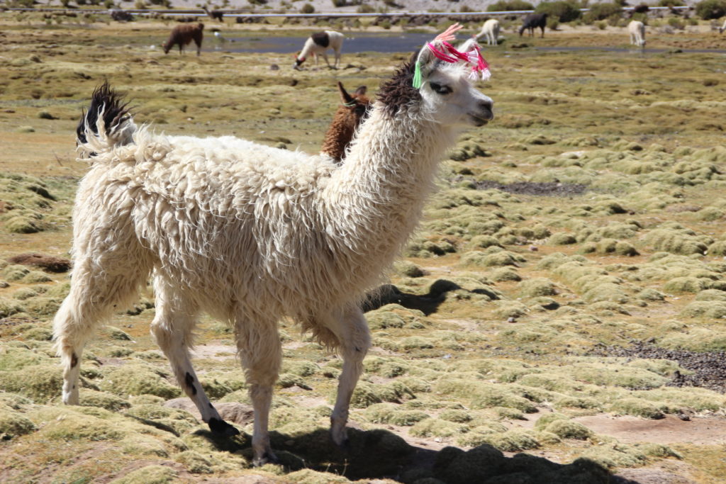 Another colorful llama