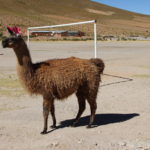 A playful llama