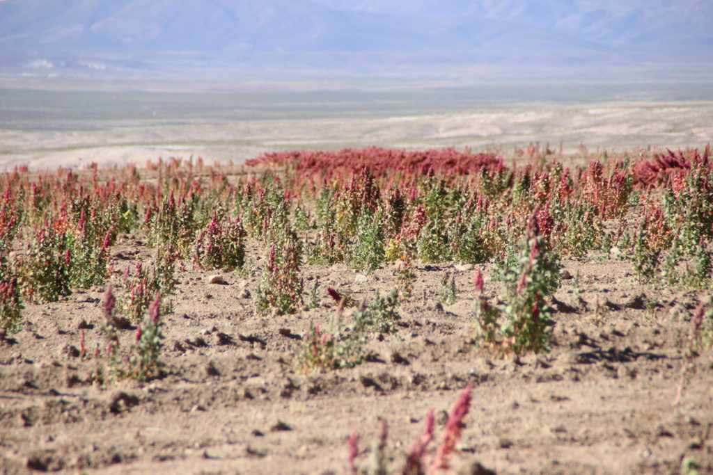 Quinoa field