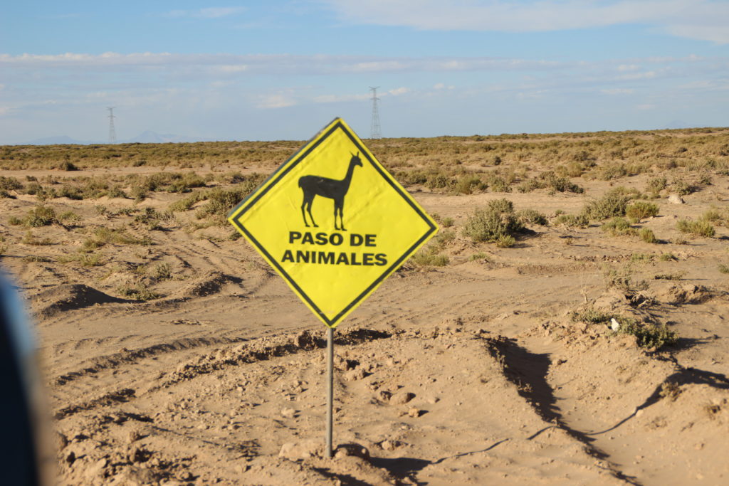 Watch out for llamas!