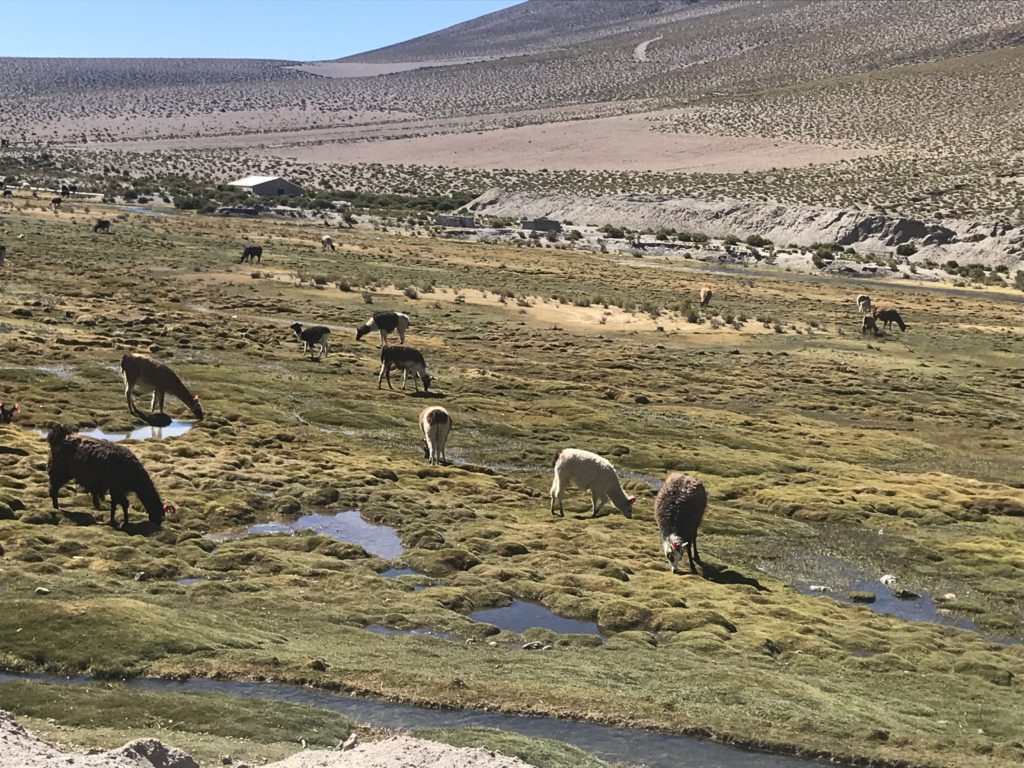 Grazing llamas