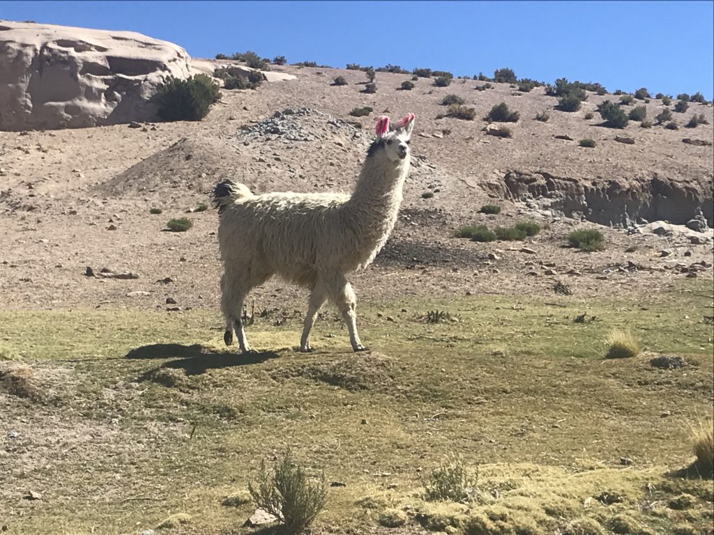 An arrogant llama