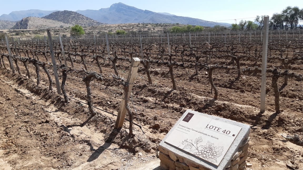 Lote 40, the first Tannat vine