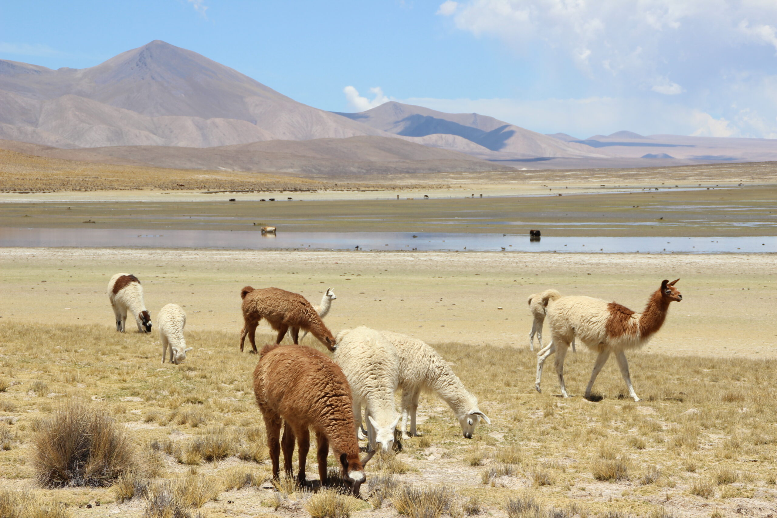 Llamas in the Sama mountain range in Bolivia