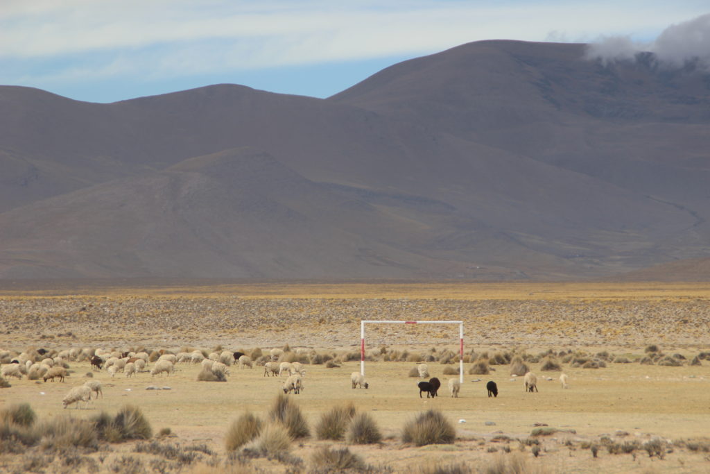 Sheeps in a football field