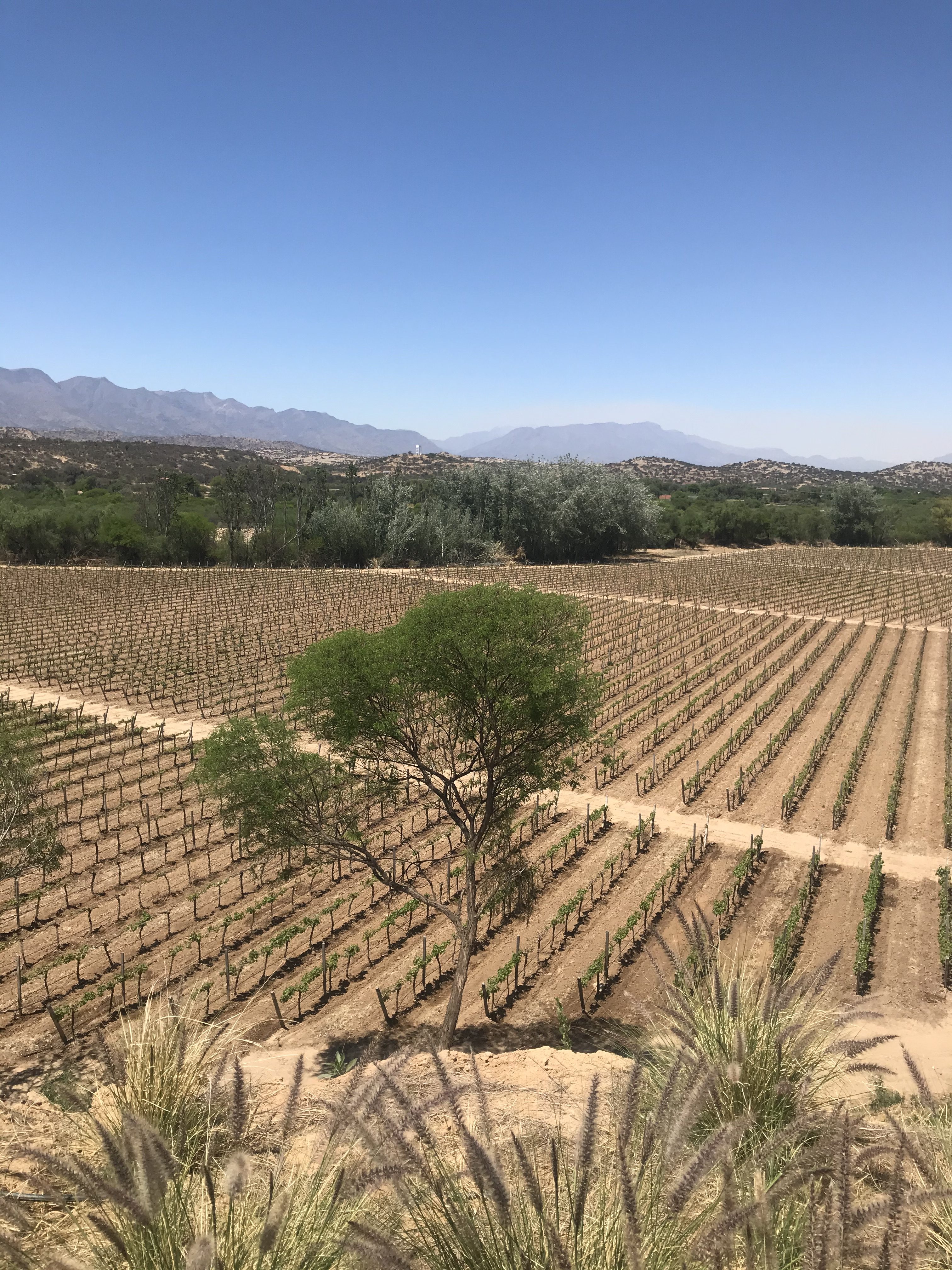 Casa Real's vineyards
