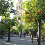 Orange trees with the Bell Tower in the background