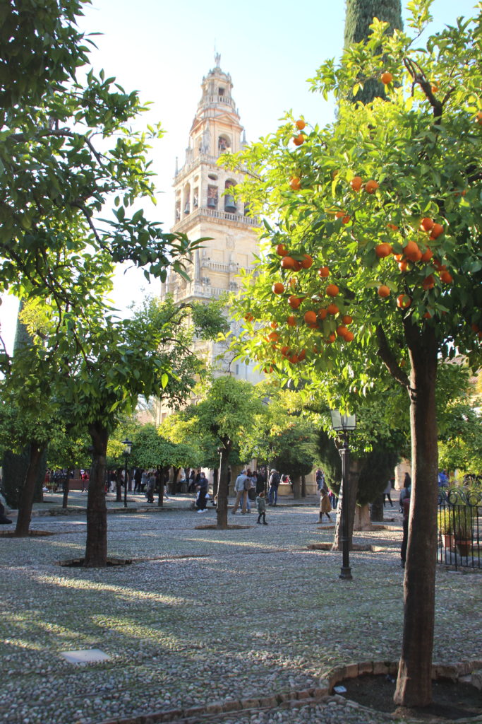 Orange trees with the Bell Tower in the background