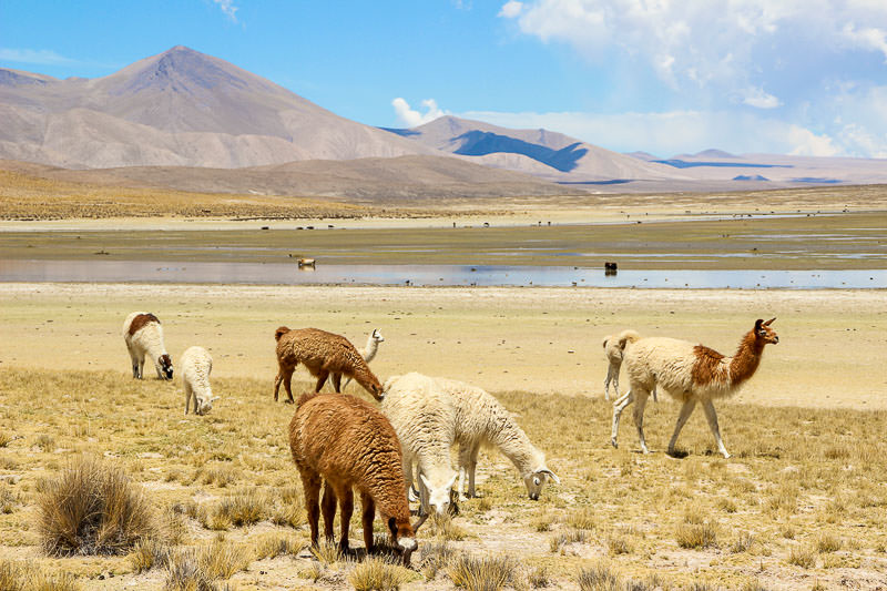 Llamas in the Sama mountain range in Bolivia