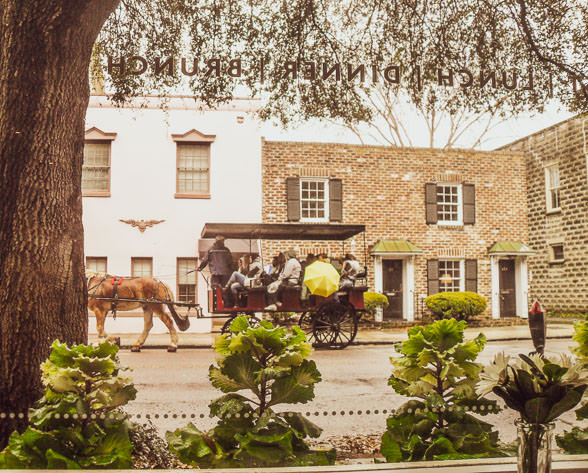 You will see plenty of horse-drawn carriages around Charleston