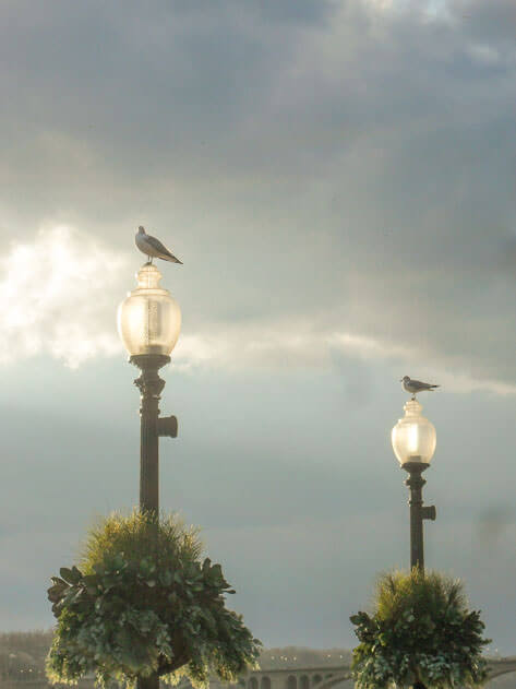 Seagulls on street lamps