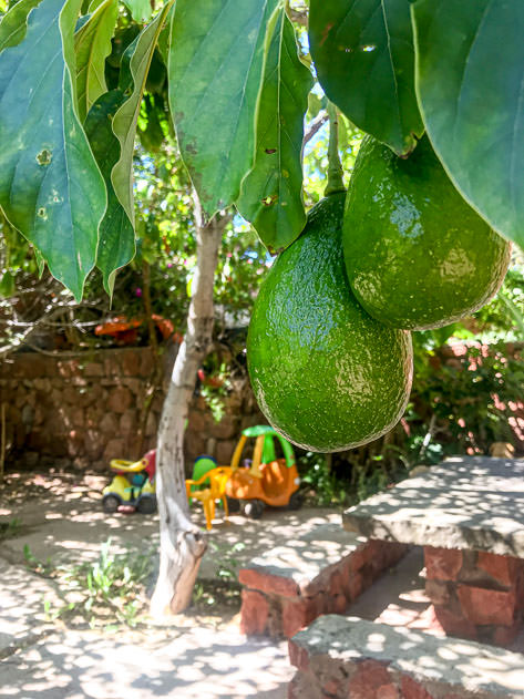 Fresh avocados in the garden