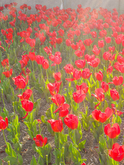 Red tulips around the Netherlands Carillon