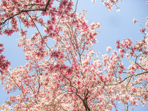 Cherry Blossom in Washington DC