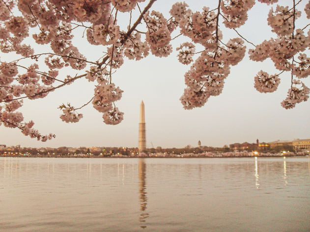The Washington Monument in the background is framed by beautiful flowers