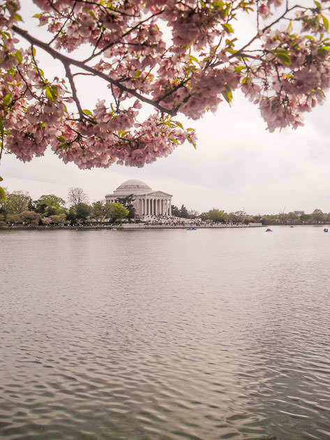 Pink flowers framing the Jefferson Memorial