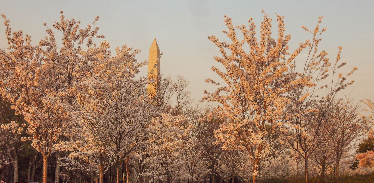 The Cherry Blossom is something you can't miss in Washington DC