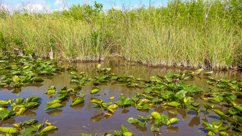 The swamps in the Everglades