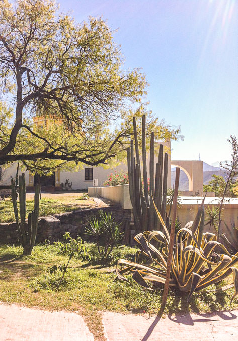 Sun, cactus and white buildings