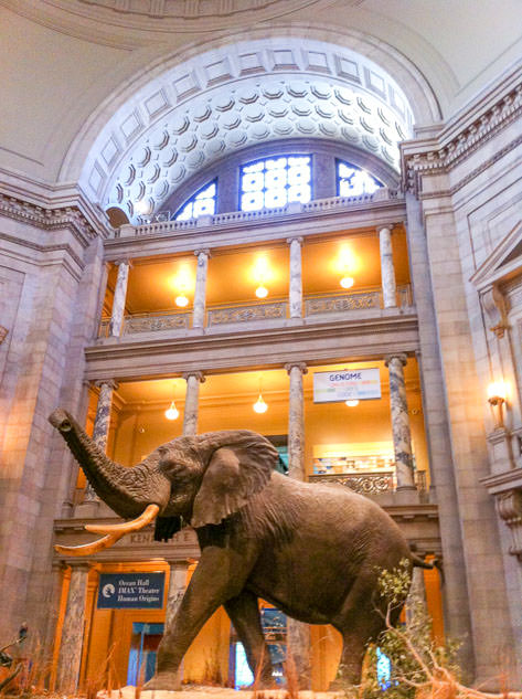 A stuffed elephant at the National Museum of Natural History